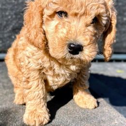 Justice - Apricot male Goldendoodle puppy in Red Oak, Iowa from Fisher Pups-Stay Golden with a Doodle