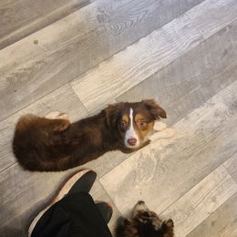 Girl 1 - Toy Australian Shepherd puppy in Rockwell City, Iowa from Twin Lakes Ridge Farm