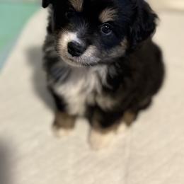 Nanook - Black tri female Miniature Australian Shepherd puppy in Spokane Valley, Washington from Northern Roots Aussies