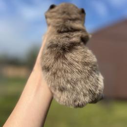 Arlo - Chocolate merle male Pomeranian puppy in Nashville, Arkansas from Cuddles n Curls
