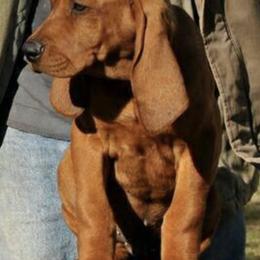 Redbone Coonhounds from Folkvangr