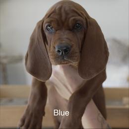 Blue Boy - Red male Redbone Coonhound puppy in Shreveport, Louisiana from BAFERD Kennels