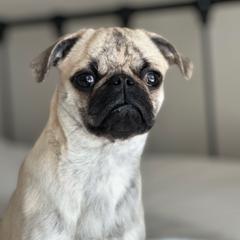 Ilise - Pug