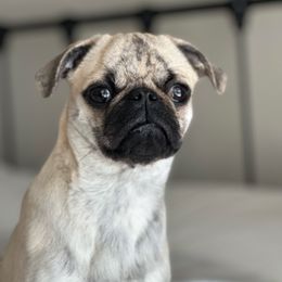 Ilise - Pug