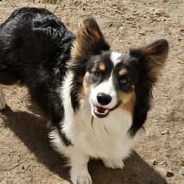 American Corgis and Pembroke Welsh Corgis from Cow Creek Corgis