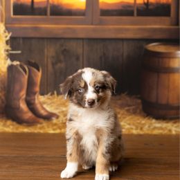 Kaycee - Red merle male Australian Shepherd puppy in Kathleen, Georgia from CM Farm