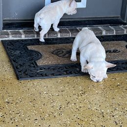 French Bulldog Puppies from Pk Frenchies