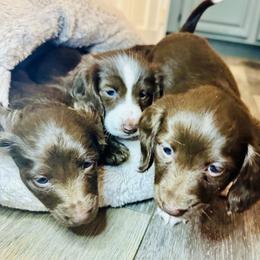 Dachshund Puppies from The Well Tempered Dachshund