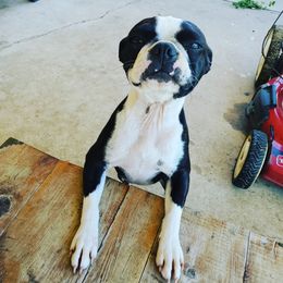 Boston Terrier Puppies from Rinehart Ranch