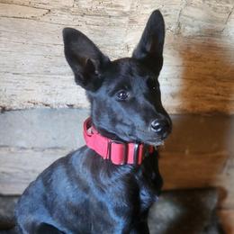 Mave Mouwer - Black female Belgian Malinois puppy in Elizabethton, Tennessee from Forever Family K9