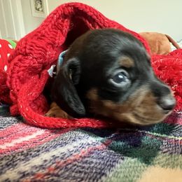 Dachshund Puppies from Phillian Family Mini Dachshunds