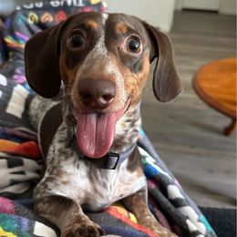 Dachshund Puppies from SouthernMama Doxies