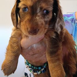 Mama's Chocolate Chip Cookie - Dapple female Dachshund puppy in Pahrump, Nevada from Heaven Sent Doxies