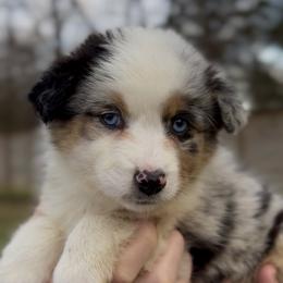 Skye - Girl 4 - Blue merle female Miniature Australian Shepherd puppy in Murfreesboro, Tennessee from Norby's Mini Aussies