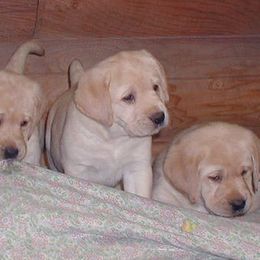 Labrador Retriever Puppies from Cecilie Drege