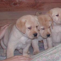 Labrador Retriever Puppies from Cecilie Drege