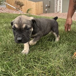 Purple collar - Brown female Boerboel puppy in Colorado Springs Co, Colorado from On The Peak Boerboel