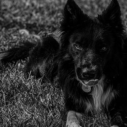 Cash - Border Collie