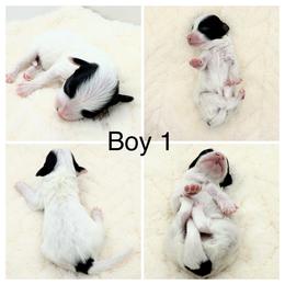 Boy 1 - Black and white male Havanese puppy in Elkins, Arkansas from Havana Knights Havanese