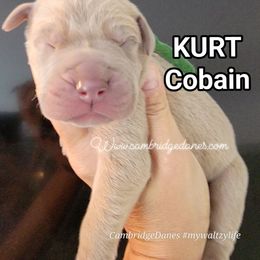 Great Dane Puppies from Cambridge Danes House of Great Danes