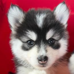 Moose - Black and white male Pomsky puppy in Mc Minnville, Oregon from West Coast Pomskies