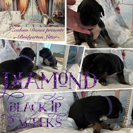 Diamond - Black female Great Dane puppy in Logan, West Virginia from Zealous Danes