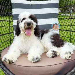 Rainy - Parti male Double Doodle puppy in Southwest Ranches, Florida from Dandy Doodle Ranch
