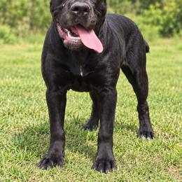 Yellow Collar - AKC and ICCF Champion Sired Girl - Black female Cane Corso puppy in Gorman, Texas from McOmber Country Kennels