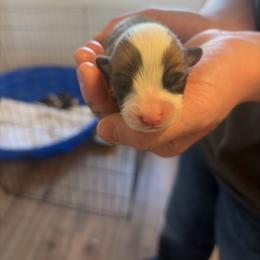 Boy 1 - White and red male Pembroke Welsh Corgi puppy in Chubbuck, Idaho from Sunny J Corgis and Mini Americans