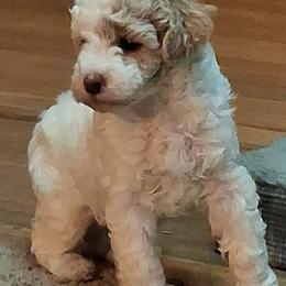 Nora - Parti female Goldendoodle puppy in Haddam, Kansas from Golden B Acres