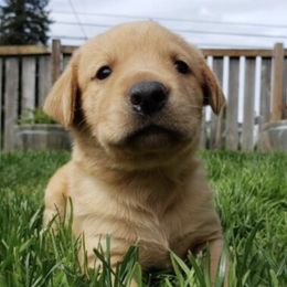 Labrador Retrievers from Haas Family Retrievers