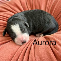 Girl 3 - female Bernedoodle puppy in Russellville, Arkansas from Crossgate Doodles