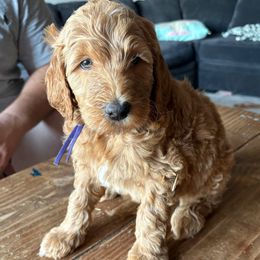 Purple - Apricot female Goldendoodle puppy in Buda, Texas from The Doods Spot *located in Buda, tx.*