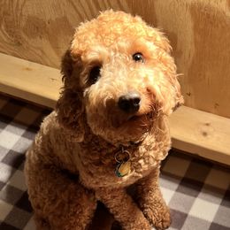 Peaches - Goldendoodle