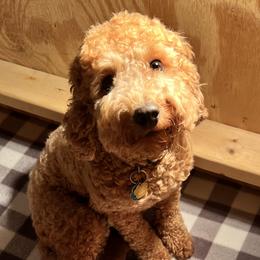 Peaches - Goldendoodle