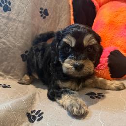 Onyx - Black and tan male Cavapoo puppy in San Antonio, Texas from Sage Mini Doodles