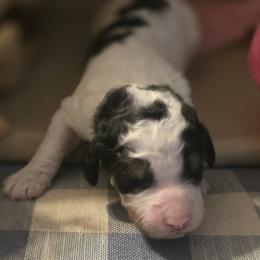 Raine - Parti female Goldendoodle puppy in Freedom, New York from Samantha's Goldendoodles