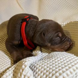 Kento - Red and rust male Doberman Pinscher puppy in Columbus, Ohio from Von Schaaf Haus DuPree
