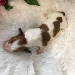 Dachshund Puppies from Desert Wind Dachshunds