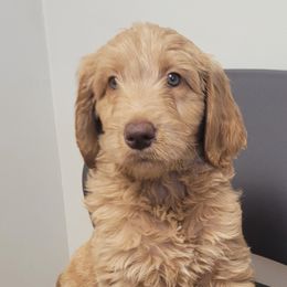 Girl 2 - Red  Goldendoodle puppy in Florida from Adonai's Creation Doodles