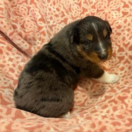 Joelene - Blue merle female Australian Shepherd puppy in Roff, Oklahoma from Circle J Aussies