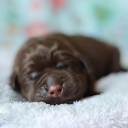 Boone - Chocolate male Labrador Retriever puppy in Williamston, South Carolina from Dutton Dog Co & Dalla Grazia Doberman