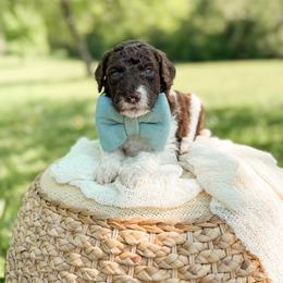 Fudge - Parti male Goldendoodle puppy in Ooltewah, Tennessee from Allison Family Doodles