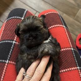 Bo - Chocolate male Shih Tzu puppy in Las Vegas, Nevada from P and J Farms