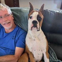 Boxer Puppies from Starlight Boxer Corner