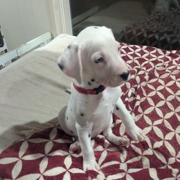 Boy 2 Milwaukee Red Collar - White and black male Dalmatian puppy in Sebring, Florida from God It Covered In Spots Dalmatians