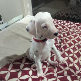Boy 2 Milwaukee Red Collar - White and black male Dalmatian puppy in Sebring, Florida from God It Covered In Spots Dalmatians