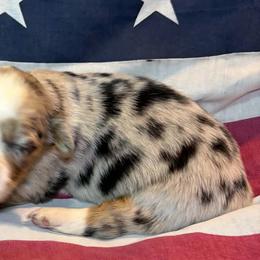 Female 3 - Red merle and white female American Corgi puppy in Portland, North Dakota from Sliding stop corgis