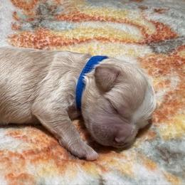 Tommy - Apricot male Cavapoo puppy in Redding, California from O’Hara  Doodles