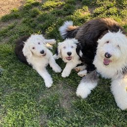 Old English Sheepdog Puppies from Heavinly Blessings Farm Pups - Old English Sheepdog Puppies
